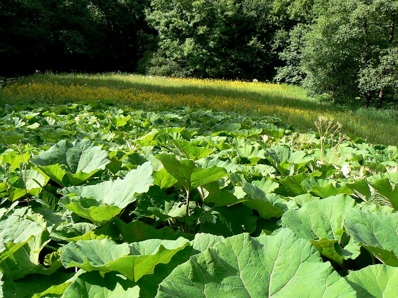 Pestwurz in Feuchtgebiet