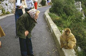 Gibraltar - Magot-Affen