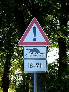 Otterwechsel - Fischotter wechseln zwischen Tremser Teich und Nachtkoppel