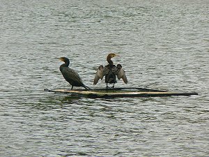 Kormorane im Mühlenteich