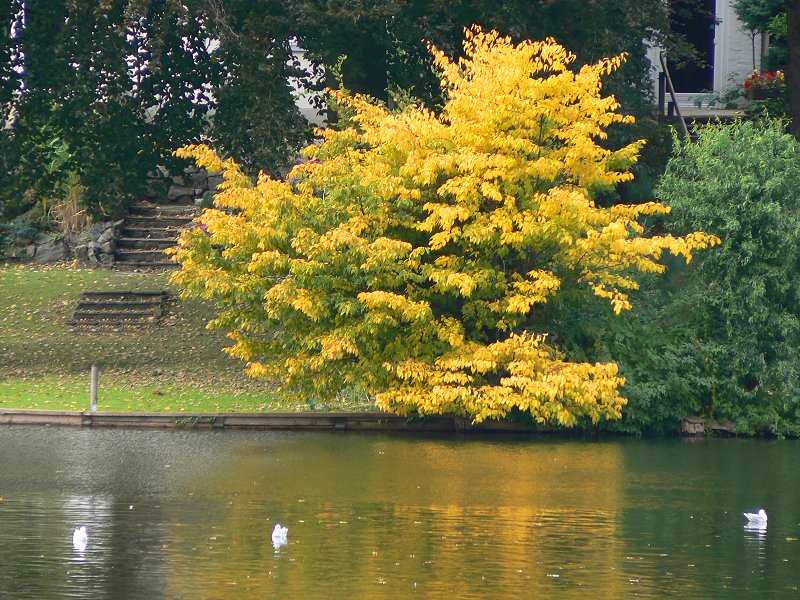 Herbststimmung mit Möven am Mühlenteich