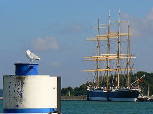 Segelschiff "Passat" und Möve an der Travemündung