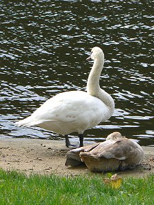 Schwan an der Obertrave