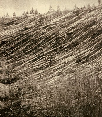 Wald an der Steinigen Tunguska nach dem Tunguska-Ereignis, einer Explosion